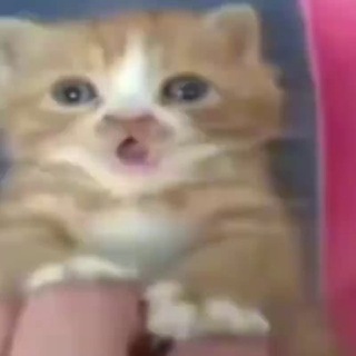 Telegram profile photo for переходник