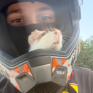 Telegram profile photo for Ибра🦛
