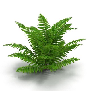 Telegram profile photo for radioactive fern.