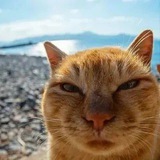 Telegram profile photo for Вологодские коты