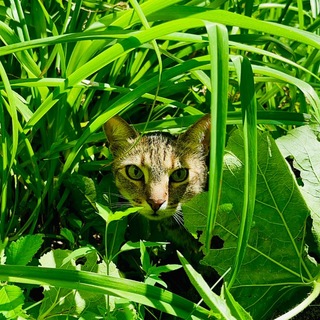 Telegram profile photo for Самаракотическая