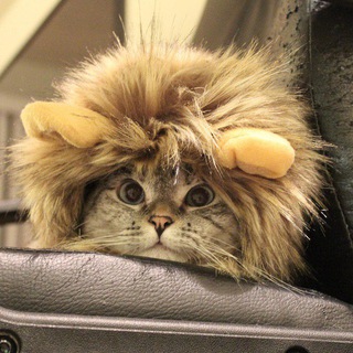 Telegram profile photo for LionCat $LC | Portal