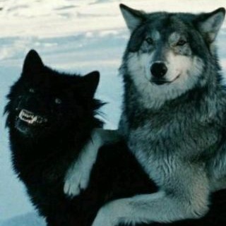 Telegram profile photo for 🥩куколдовод