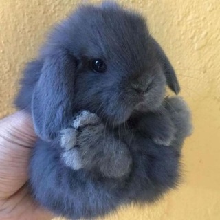 Telegram profile photo for Зайчётный Кроль - кролики на фото и видео