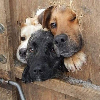 Telegram group profile photo for Чат Энергодар, Днепрорудный, Скельки , Златополь, Маячка.