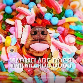 Telegram profile photo for 🍬-ᴍᴀʀᴍᴇʟᴀᴅᴇ ᴅᴏɢs-🍧