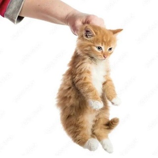 Telegram profile photo for шоп лито