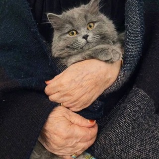 Telegram profile photo for إنَّ اللهَ مَعَنَا