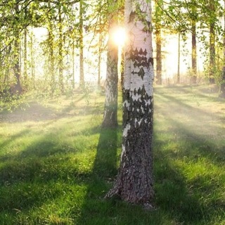Telegram profile photo for Гармония леса