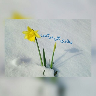Telegram profile photo for عطاری گل نرگس بامدیریت خجسته