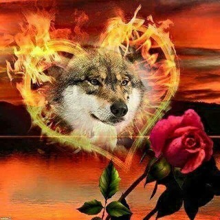 Telegram profile photo for ЗАКОН СТАИ🔥👆🐺