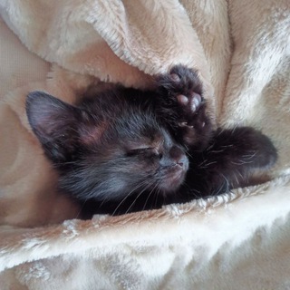 Telegram profile photo for Мисти МУРысти | Смешные котики, коты, кошки, котята