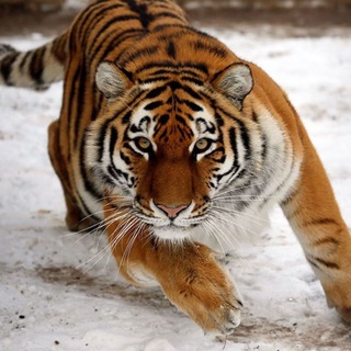 Telegram profile photo for Natural selection