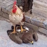 Telegram profile photo for Курятник Шизоида