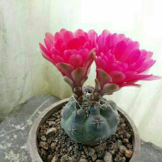 Telegram profile photo for گلخانه گل نرگس