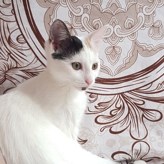 Telegram profile photo for Save animal life