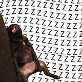 Telegram profile photo for ZZZ Dog CTO Official Portal