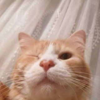 Telegram profile photo for мысли мафии