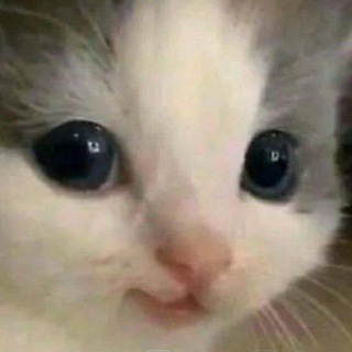 Telegram profile photo for Only cats