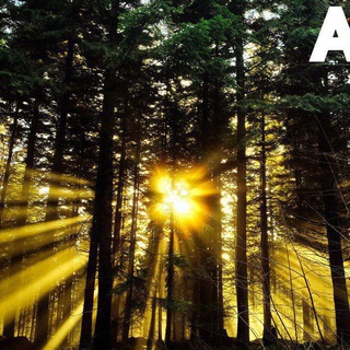 Telegram profile photo for 🌳🌲🌳 beautiful 🌳trees🌳🌲🌳