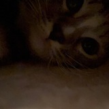 Telegram profile photo for Теймийя