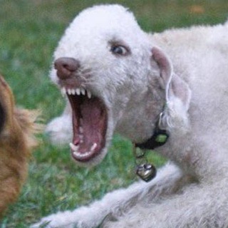 Telegram profile photo for Сука Любовь