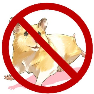 Telegram profile photo for Стоп Хомяк⛔️🐹
