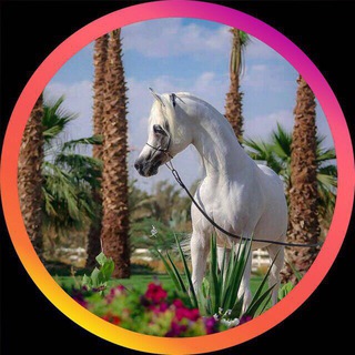 Telegram profile photo for ~ مصمم Ai Gemeni - عدسات سناب شات 👻 ||~