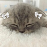 Telegram profile photo for why he?