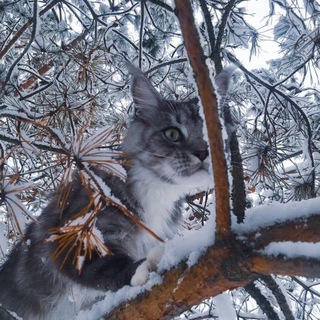 Telegram profile photo for Русская сторонка 🇷🇺