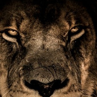 Telegram profile photo for Concurseiros_Brazil