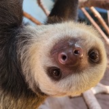 Telegram profile photo for Solana the Sloth Portal
