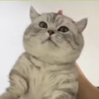 Telegram profile photo for ALPHACAT CALL