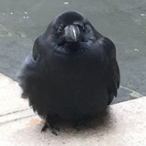 Telegram profile photo for Кошкин дом