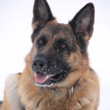 Telegram profile photo for Немецкая овчарка Берта