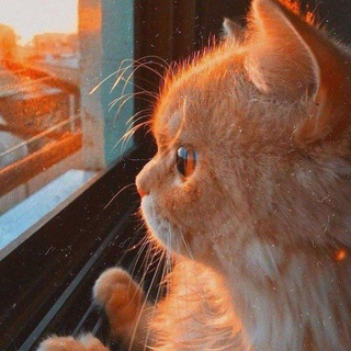 Telegram profile photo for برلين