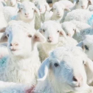 Telegram profile photo for 小羊的羊窝窝🐑