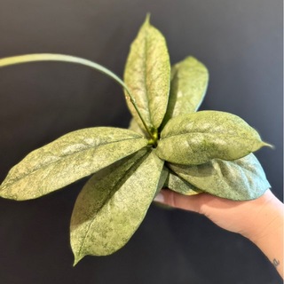 Telegram profile photo for Dreams plants