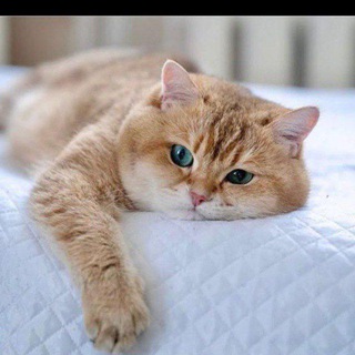 Telegram group profile photo for Услуги, вакансии Красногорск