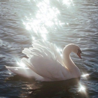 Telegram profile photo for 🤍White swan🦢