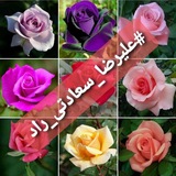Telegram profile photo for shoqineh