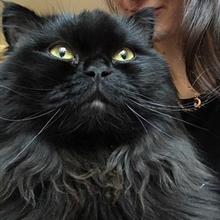 Telegram profile photo for Балустян