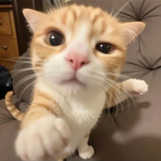 Telegram profile photo for 哈基咪區塊貨幣中心