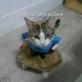 Telegram profile photo for История выживания корейца в России 러시아 생존기