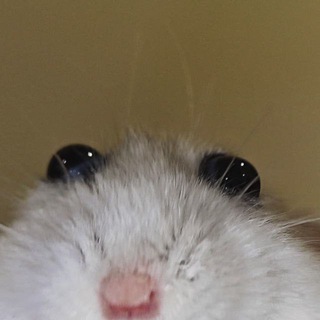 Telegram profile photo for yanoro