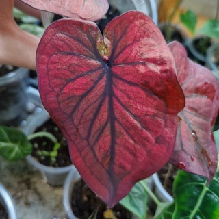 Telegram profile photo for Oviner - Магазин комнатных растений🌱