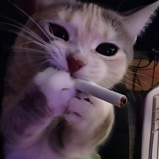 Telegram profile photo for Лайф бибизяны