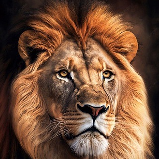 Telegram profile photo for Чат LION🦁