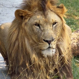Telegram profile photo for SALVA LEONE 2