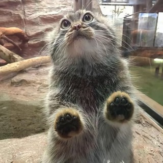 Telegram profile photo for мазалос червячная